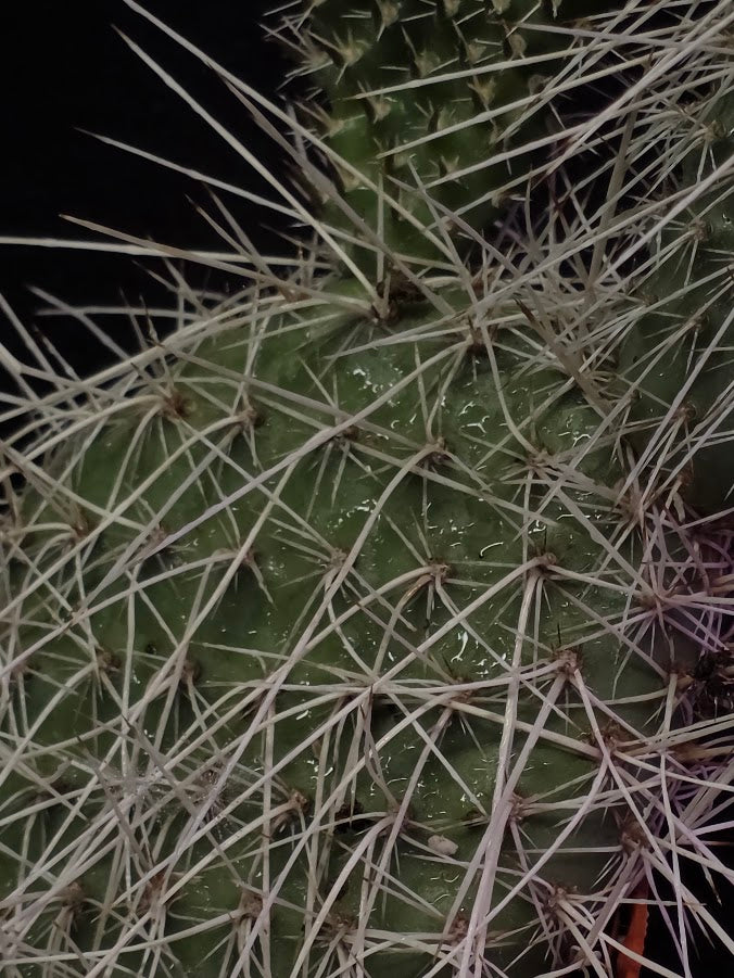 Taylor's Prickly Pear Cactus #01