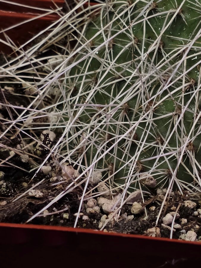 Taylor's Prickly Pear Cactus #01