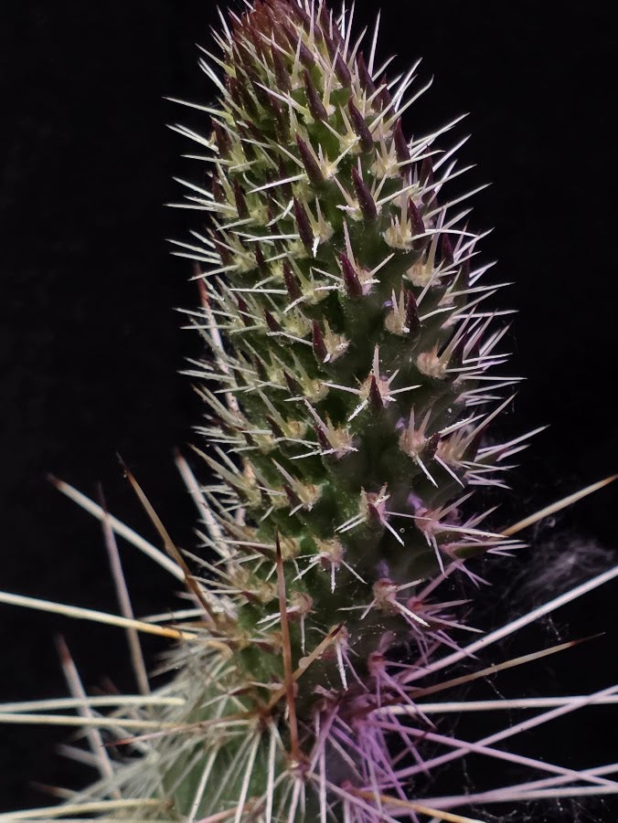 Taylor's Prickly Pear Cactus #01