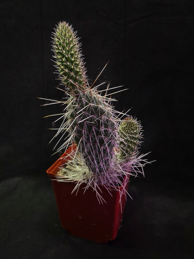 Taylor's Prickly Pear Cactus #01