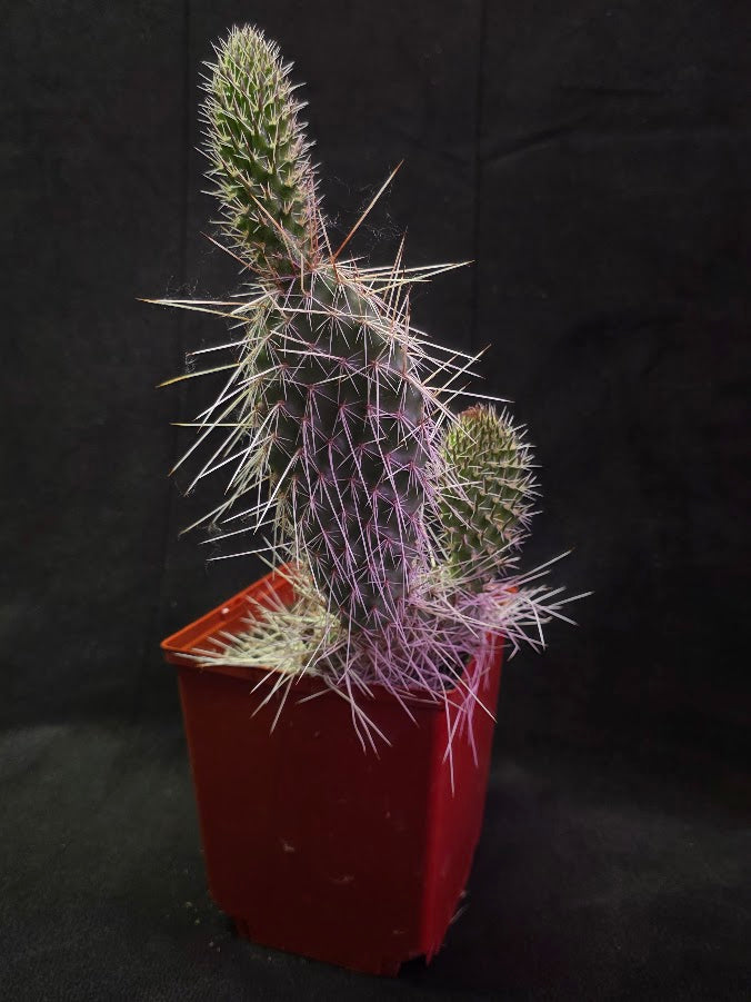 Taylor's Prickly Pear Cactus #01