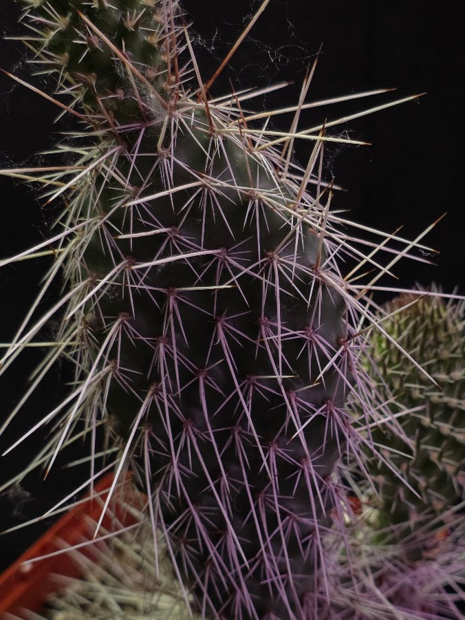 Taylor's Prickly Pear Cactus #01
