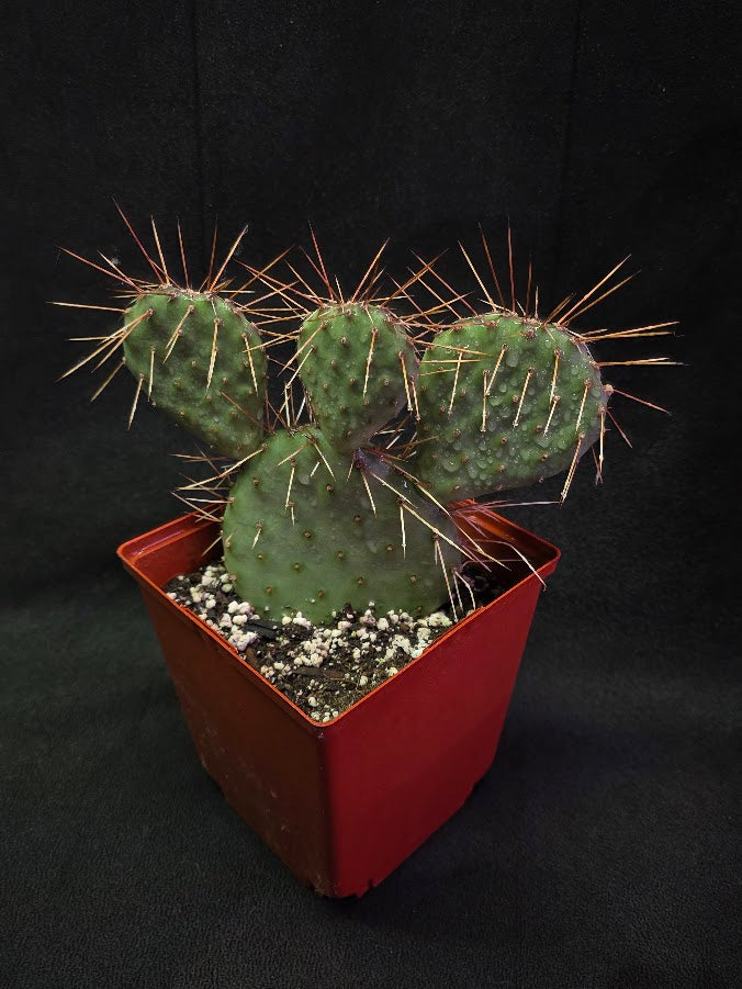 Plains Prickly Pear Cactus #03