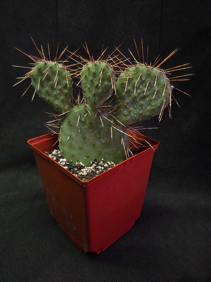 Plains Prickly Pear Cactus #03