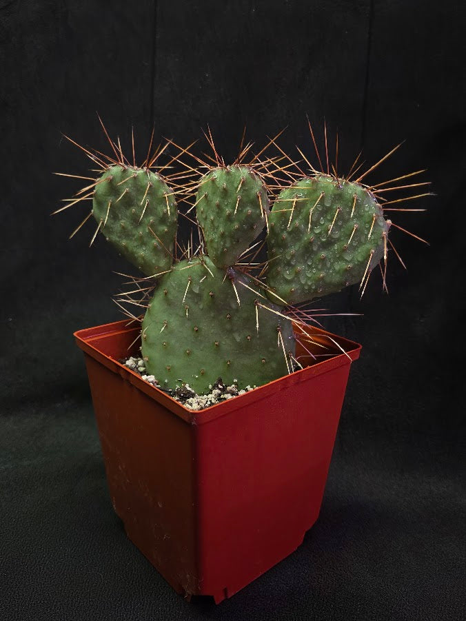Plains Prickly Pear Cactus #03