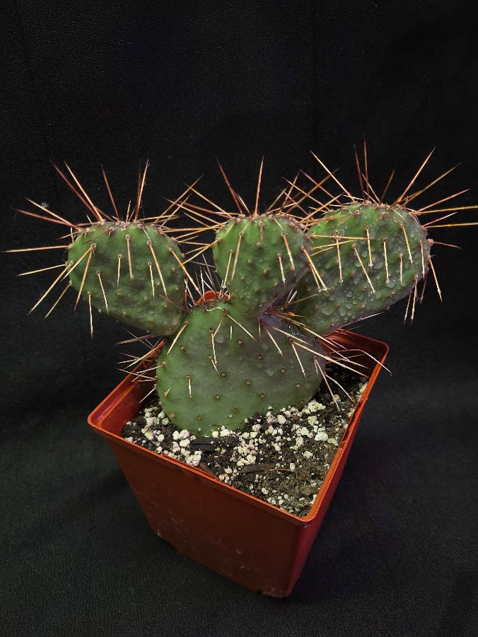 Plains Prickly Pear Cactus #03