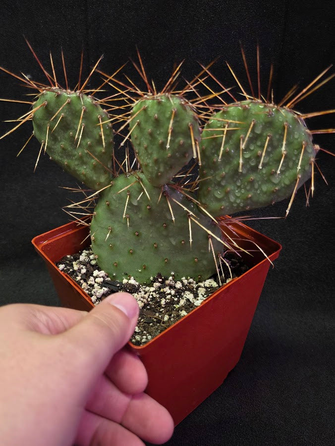 Plains Prickly Pear Cactus #03