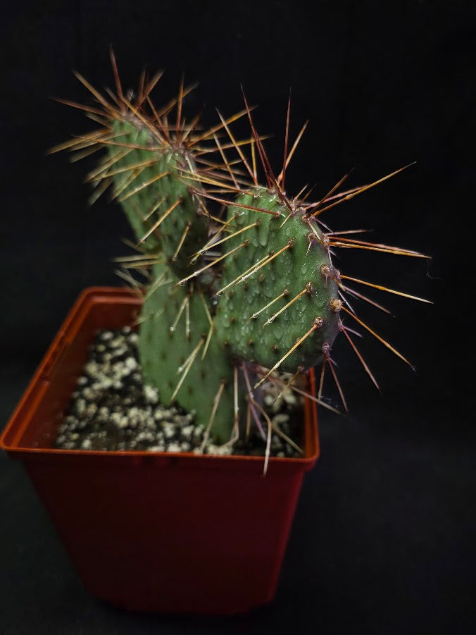 Plains Prickly Pear Cactus #03