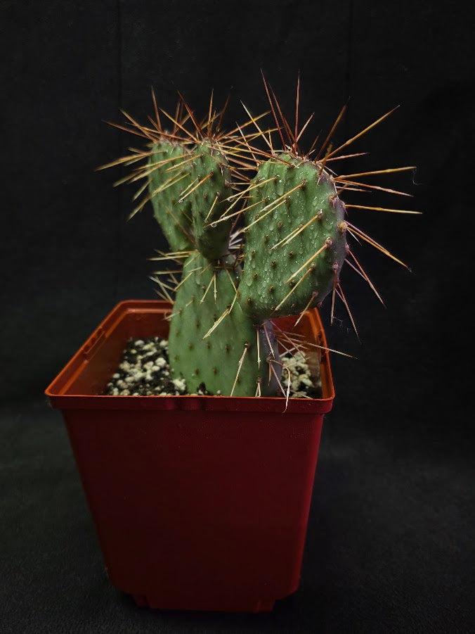 Plains Prickly Pear Cactus #03