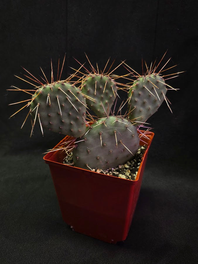 Plains Prickly Pear Cactus #03