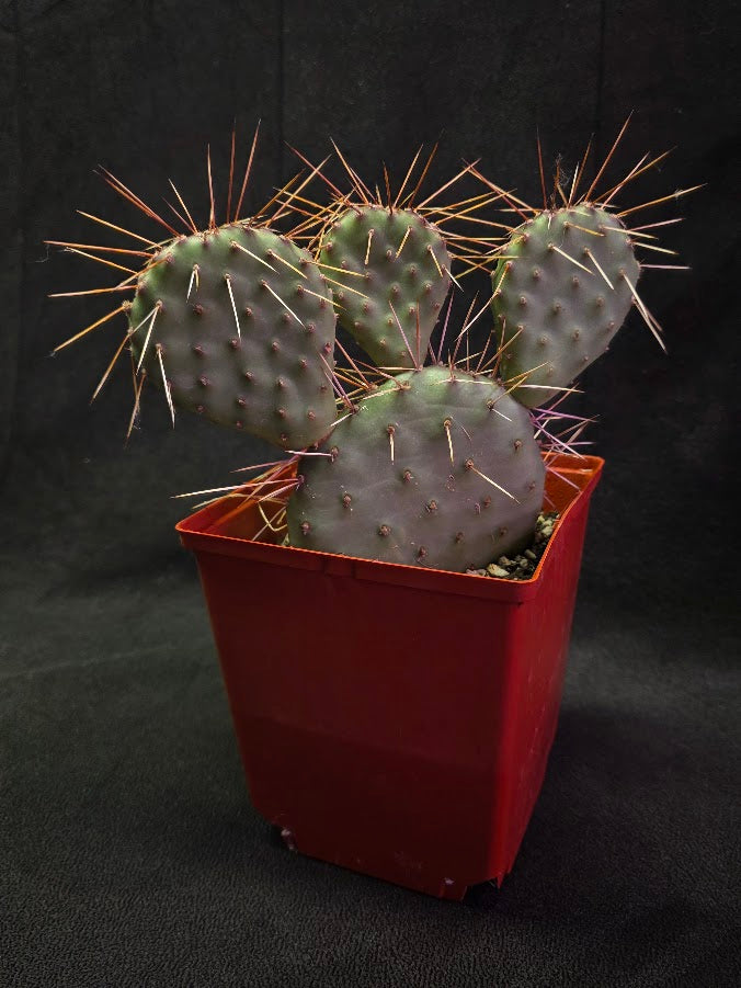 Plains Prickly Pear Cactus #03
