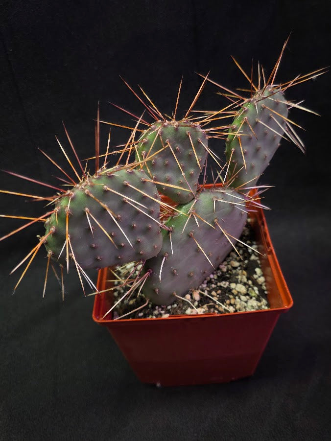 Plains Prickly Pear Cactus #03