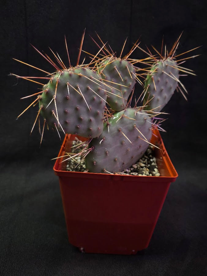 Plains Prickly Pear Cactus #03