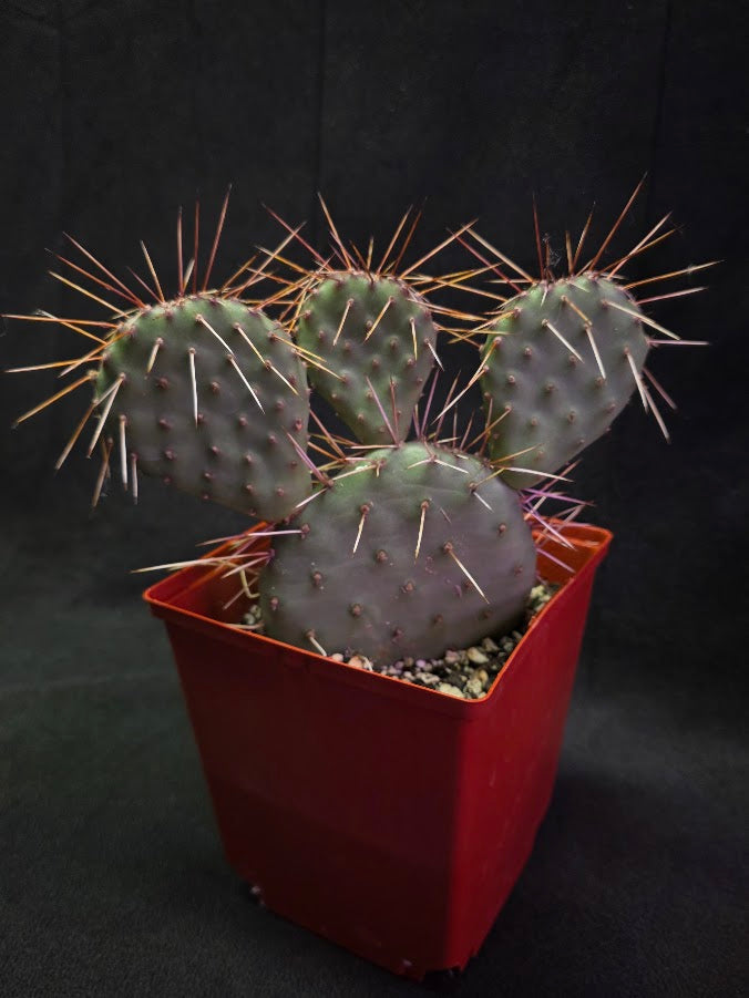 Plains Prickly Pear Cactus #03