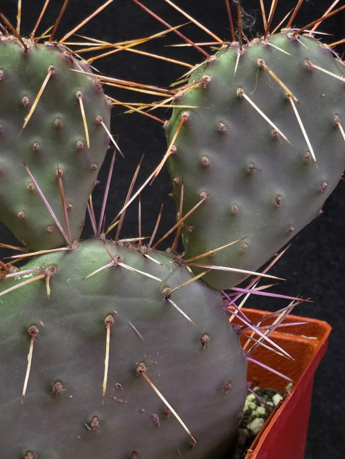 Plains Prickly Pear Cactus #03