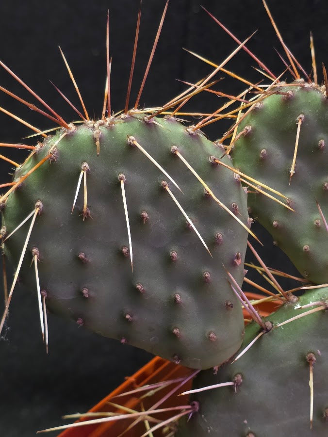 Plains Prickly Pear Cactus #03