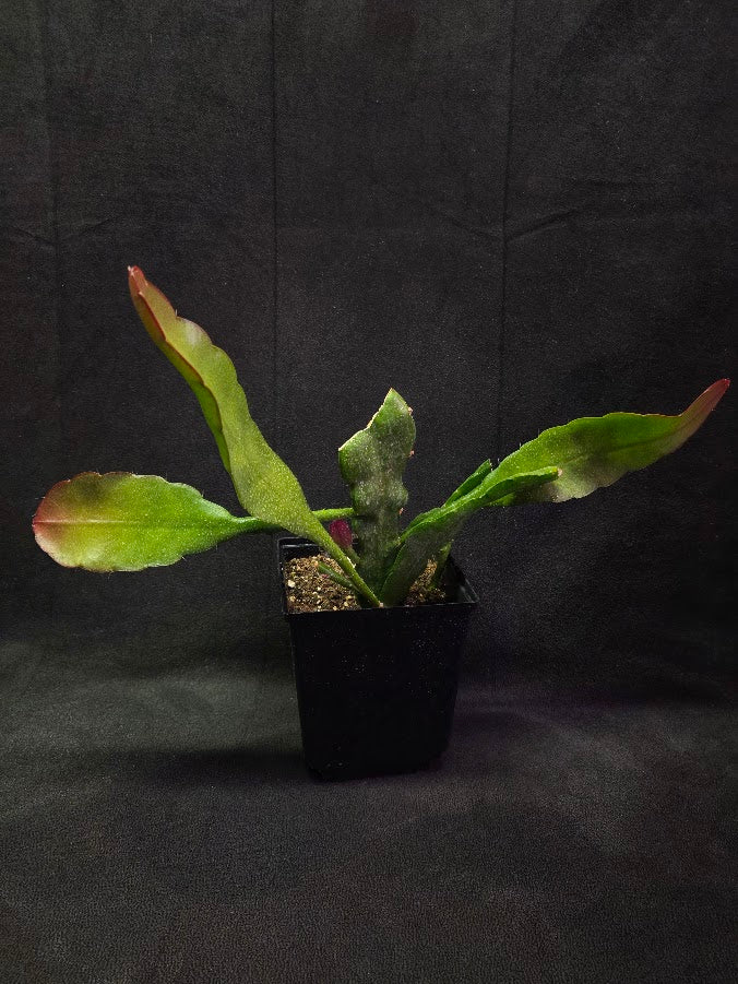 Queen of the Night Orchid Cactus #01