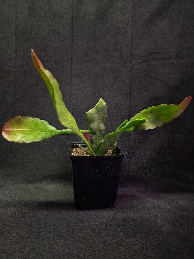 Queen of the Night Orchid Cactus #01