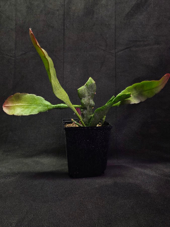 Queen of the Night Orchid Cactus #01