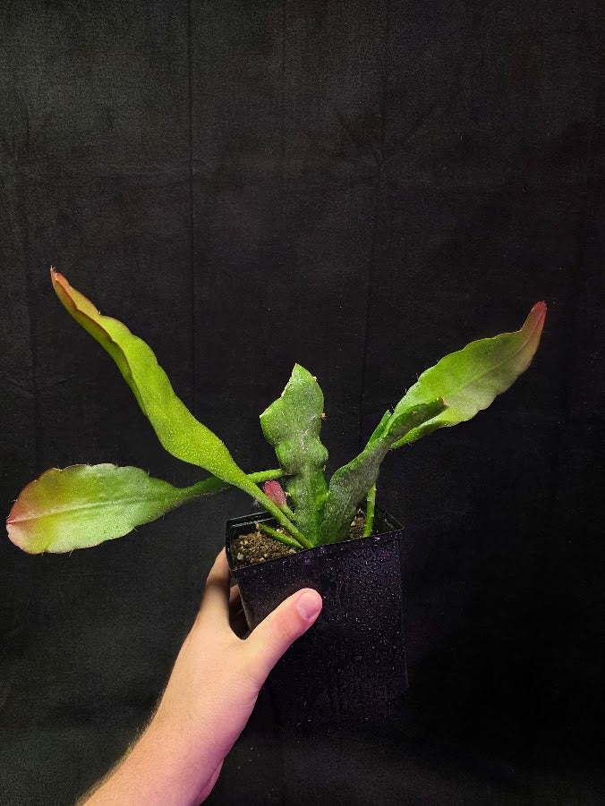 Queen of the Night Orchid Cactus #01