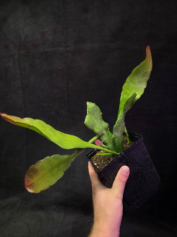 Queen of the Night Orchid Cactus #01