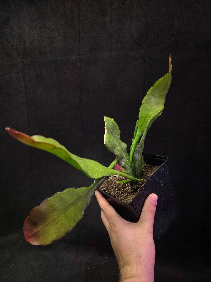 Queen of the Night Orchid Cactus #01