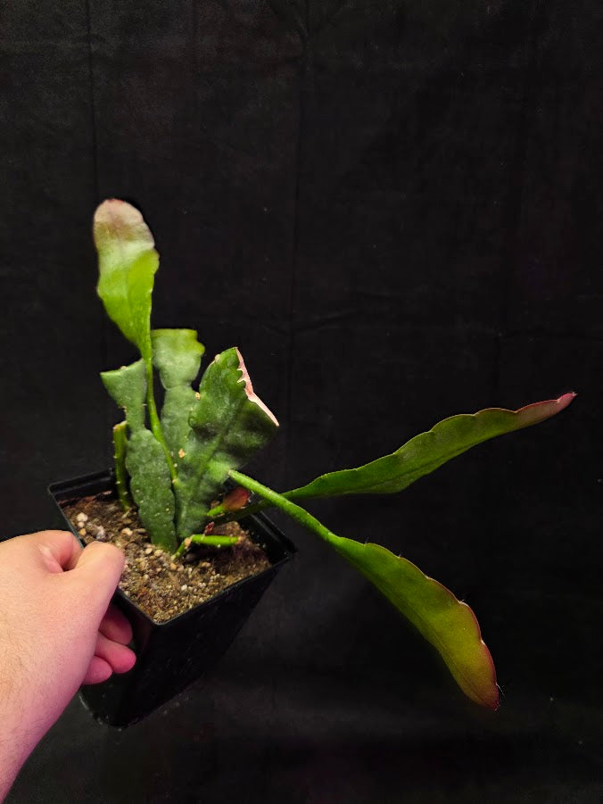 Queen of the Night Orchid Cactus #01