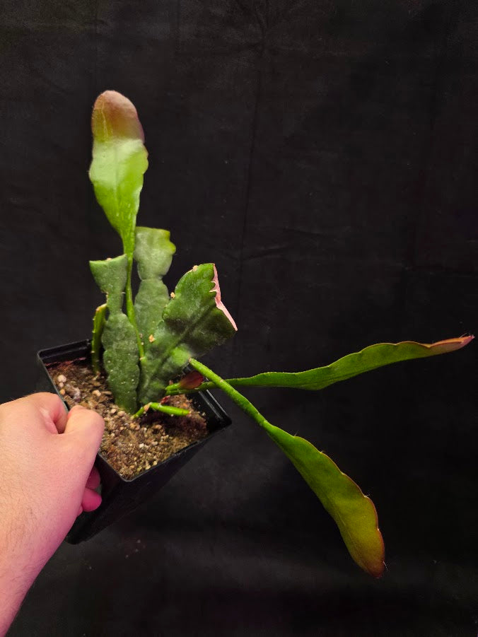 Queen of the Night Orchid Cactus #01