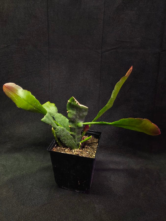 Queen of the Night Orchid Cactus #01