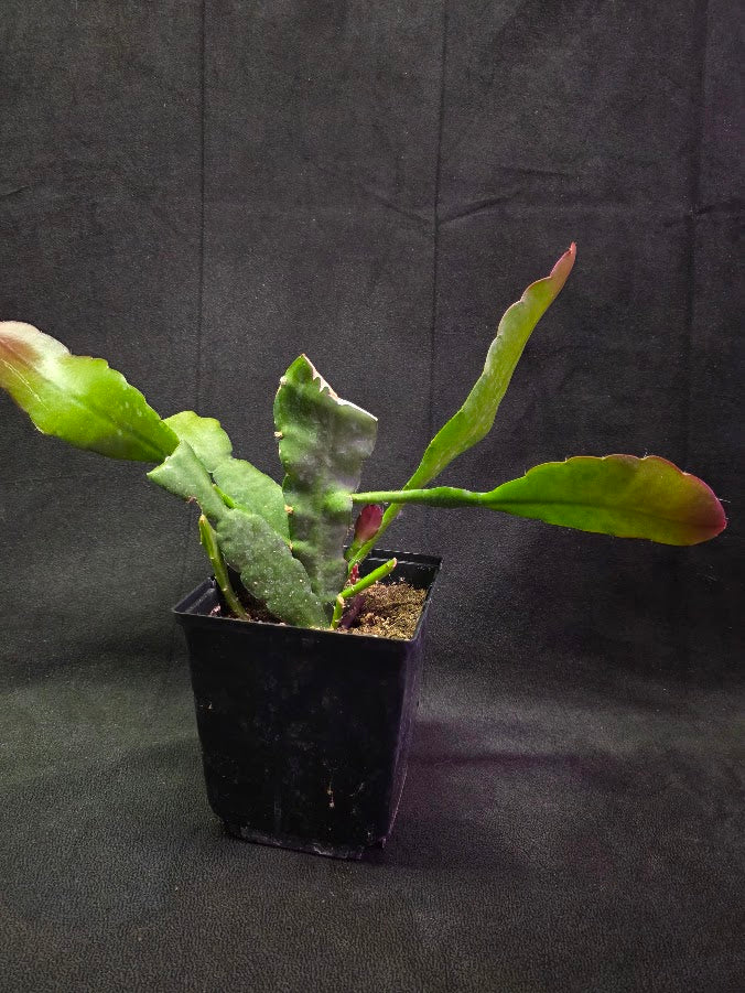 Queen of the Night Orchid Cactus #01