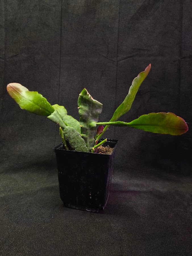 Queen of the Night Orchid Cactus #01