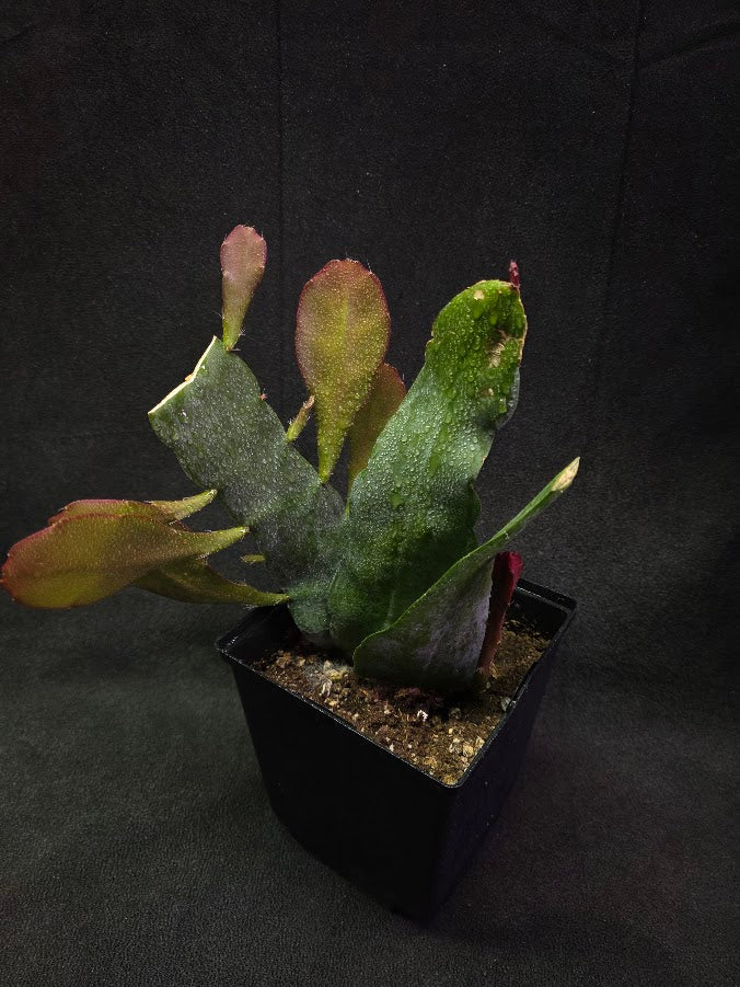 Queen of the Night Orchid Cactus #02