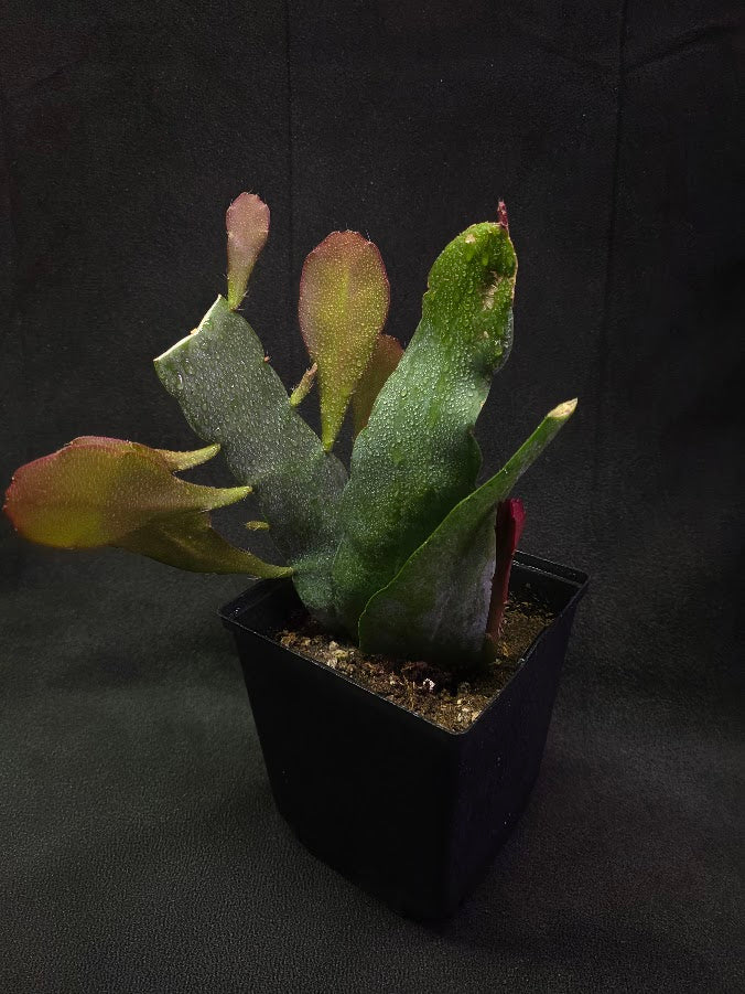 Queen of the Night Orchid Cactus #02