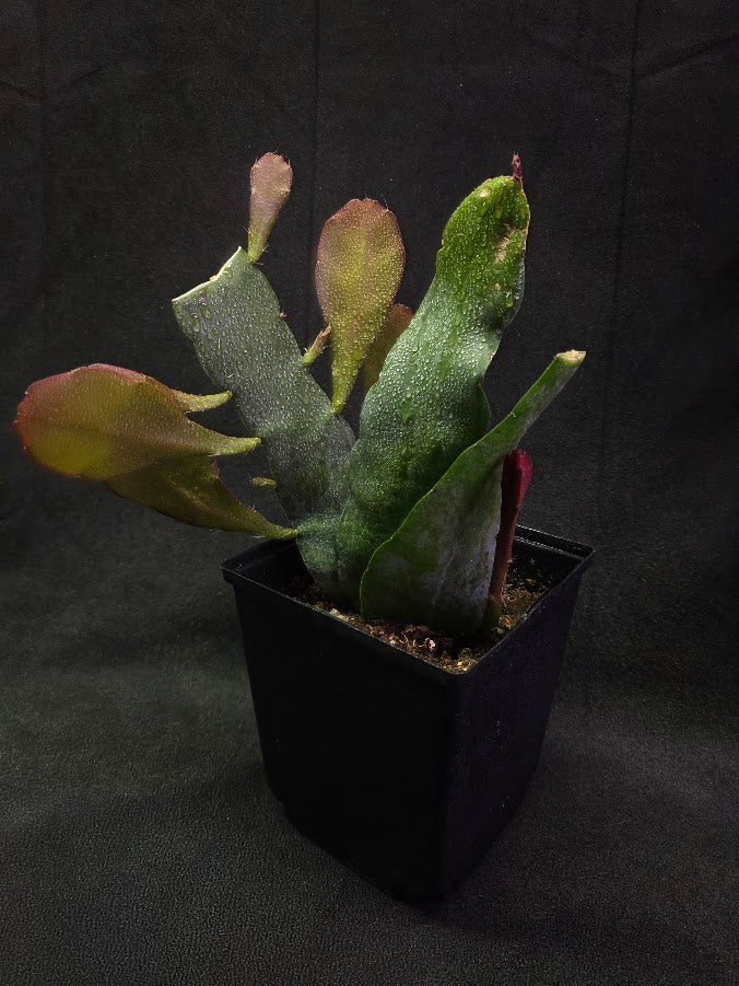 Queen of the Night Orchid Cactus #02