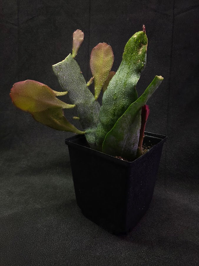 Queen of the Night Orchid Cactus #02