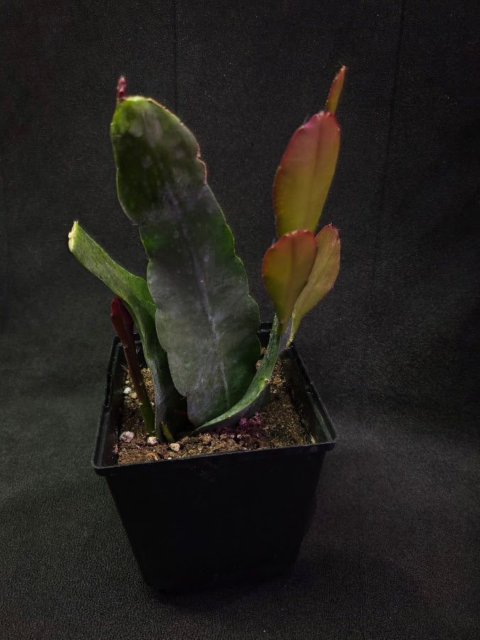 Queen of the Night Orchid Cactus #02
