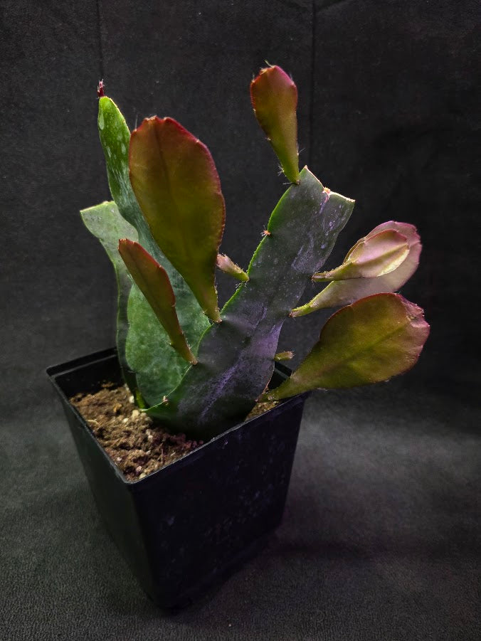 Queen of the Night Orchid Cactus #02