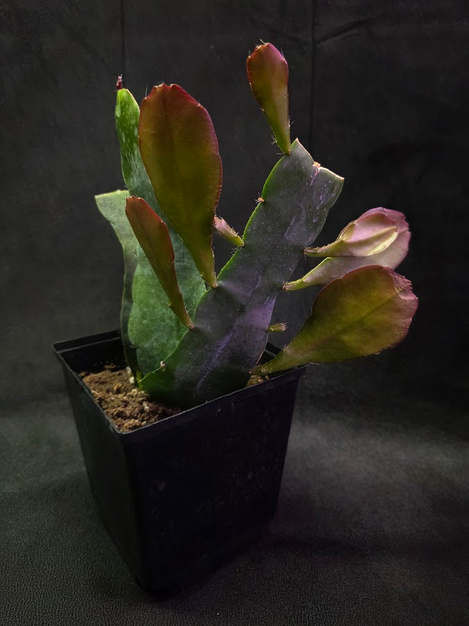 Queen of the Night Orchid Cactus #02