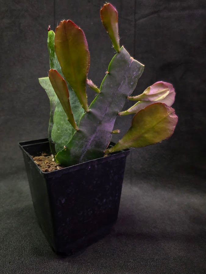 Queen of the Night Orchid Cactus #02