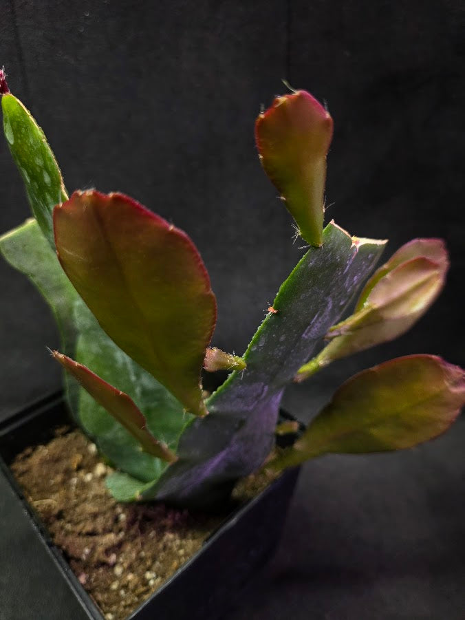 Queen of the Night Orchid Cactus #02