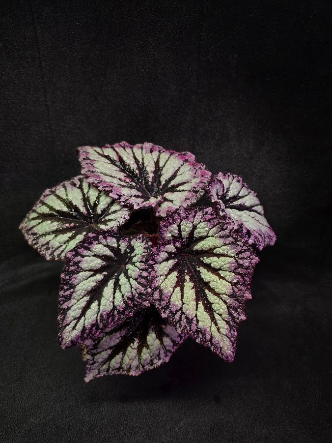 Begonia Rex Fireworks #01