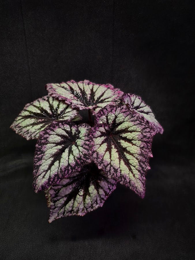 Begonia Rex Fireworks #01