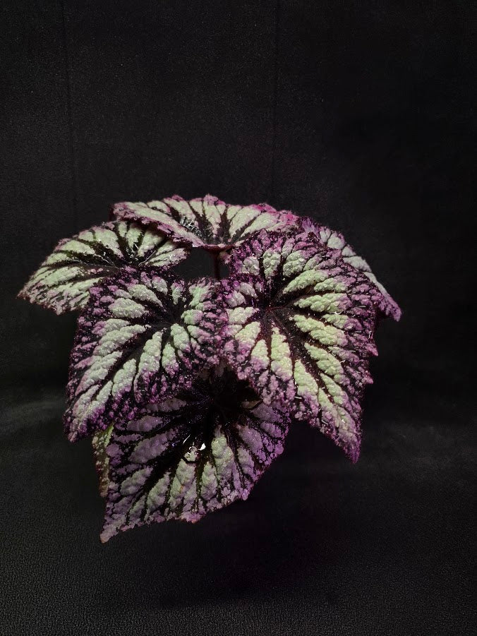Begonia Rex Fireworks #01