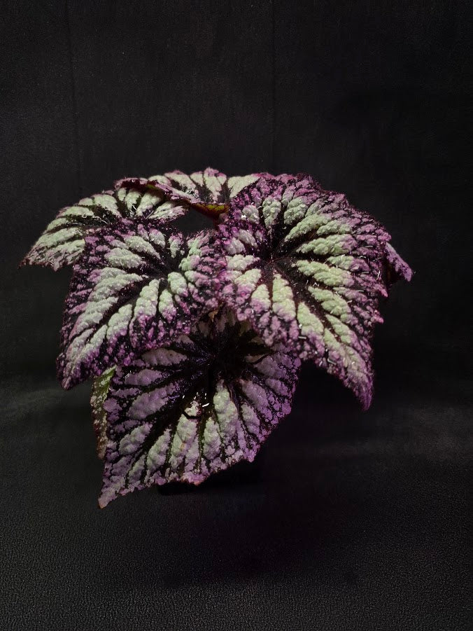 Begonia Rex Fireworks #01