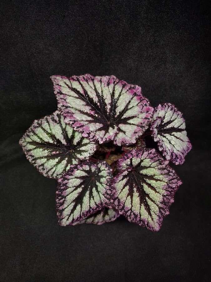 Begonia Rex Fireworks #01