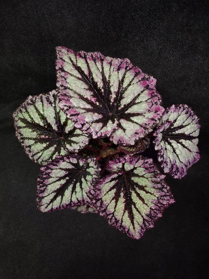 Begonia Rex Fireworks #01