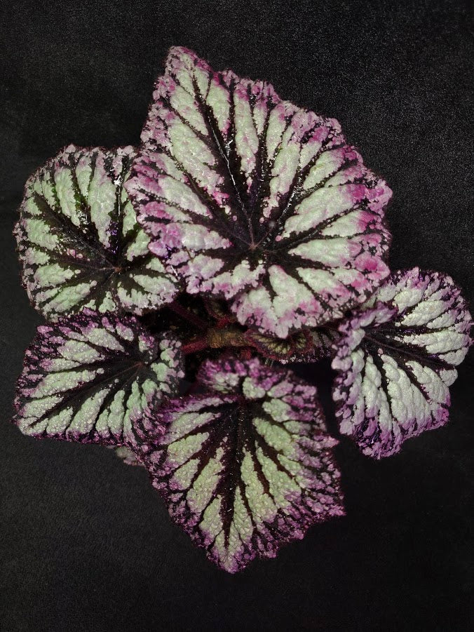 Begonia Rex Fireworks #01