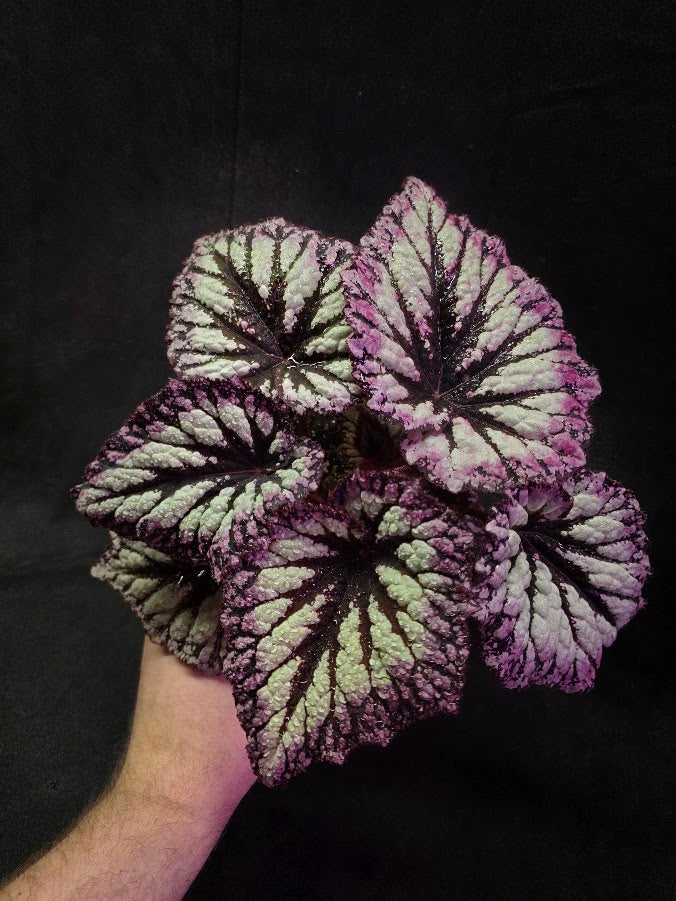 Begonia Rex Fireworks #01
