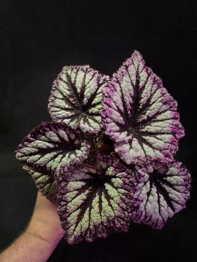 Begonia Rex Fireworks #01