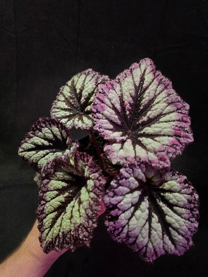 Begonia Rex Fireworks #01